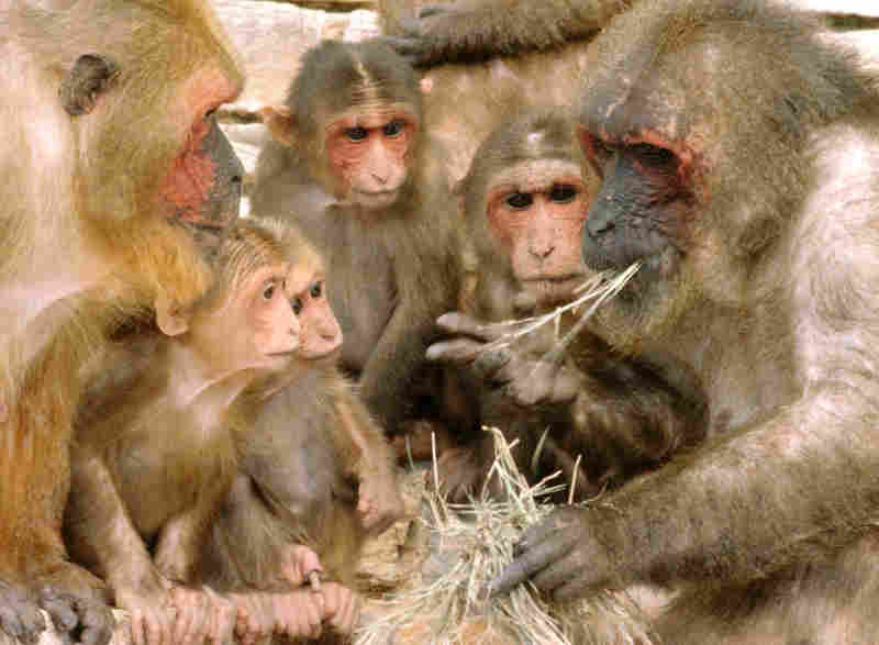 macaques.jpg
