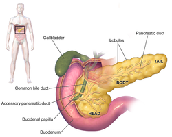 pancreas.png
