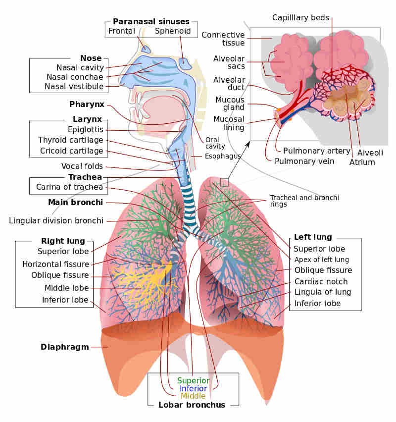respiratorySystem.jpg