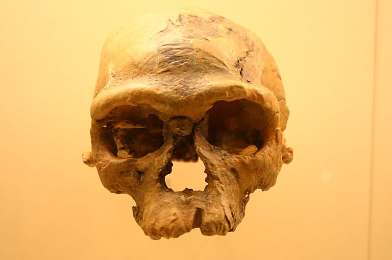 prehistoricSkull.jpg