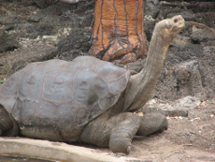 lonesomeGeorge.png