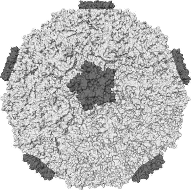rhinovirus.jpg