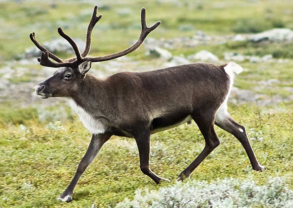 reindeer.jpg