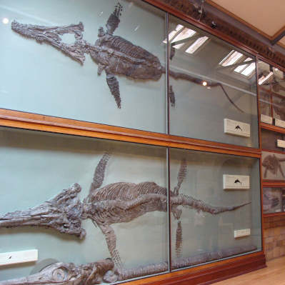 ichthyosaur.jpg