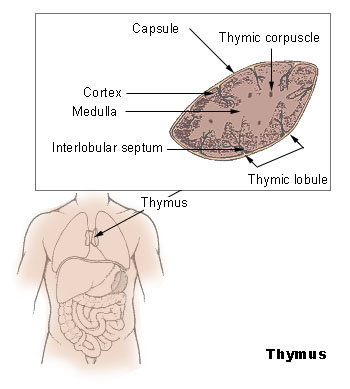 thymus.jpg