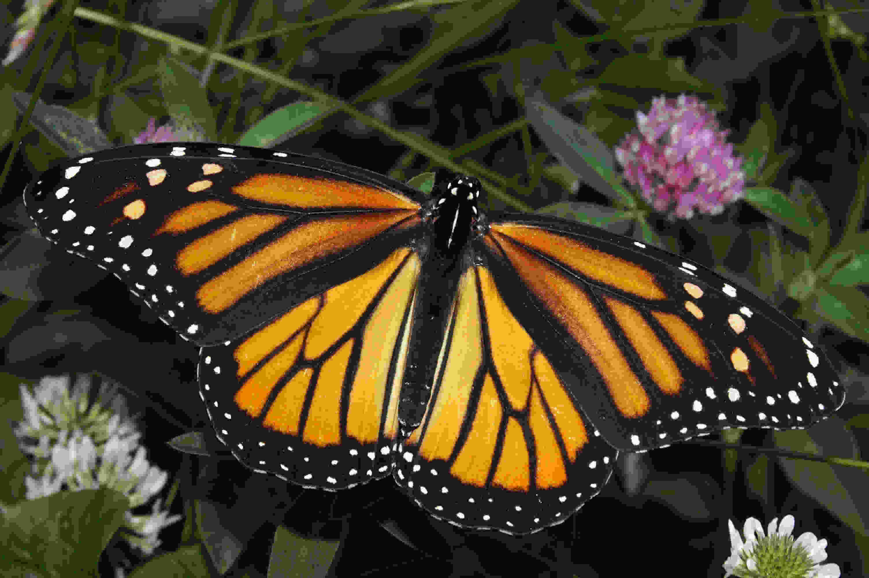 monarch.jpg
