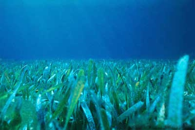 seagrass.jpg