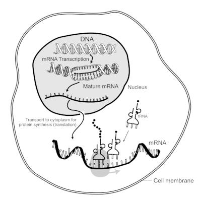 mRNA.jpg