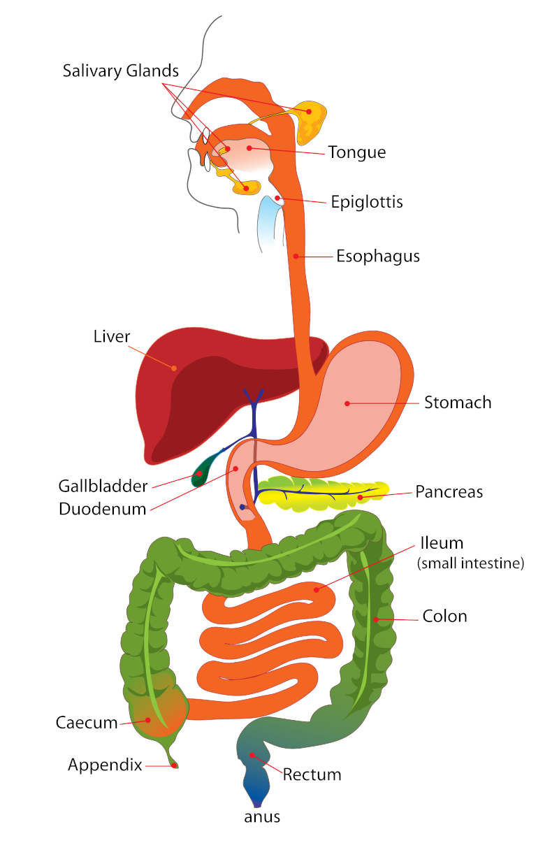 digestiveSystem.jpg