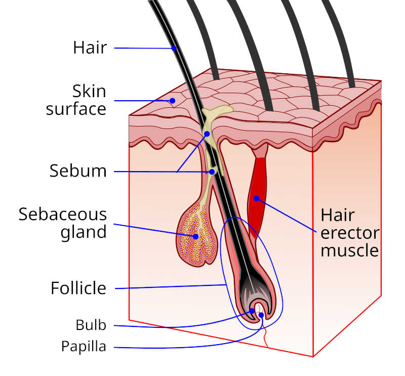 hairFollicle.jpg