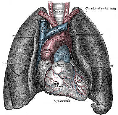 lungs.jpg