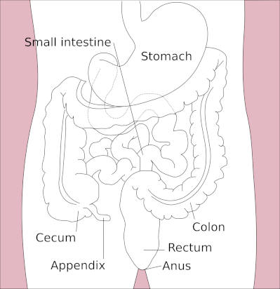 bowel.jpg