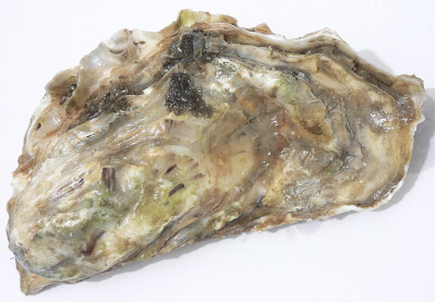 oyster.jpg