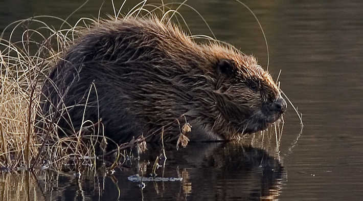 beaver.jpg