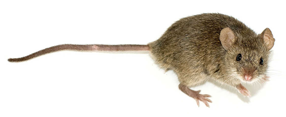 mouse.jpg