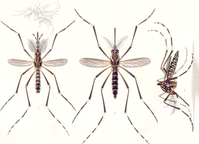 aedesAegypti.jpg