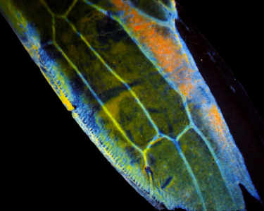 chitin.jpg