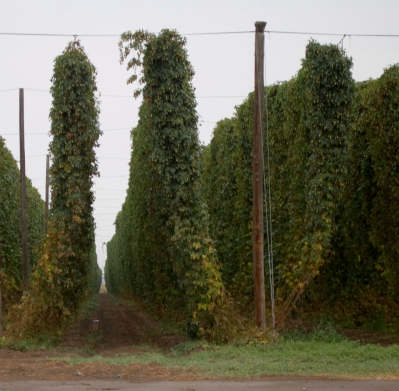 hops.jpg