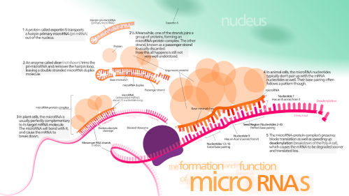 microRNA.jpg