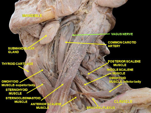 vagusNerve.jpg