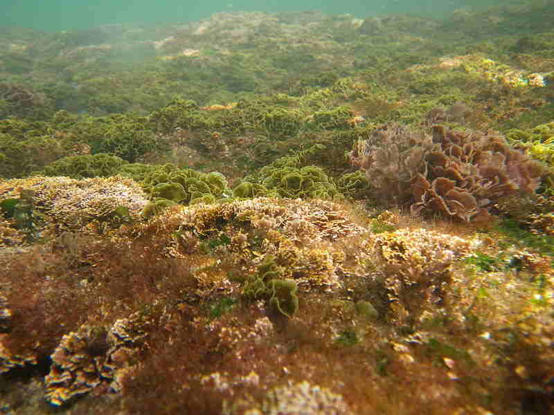 algae.jpg