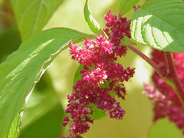 amaranth.jpg