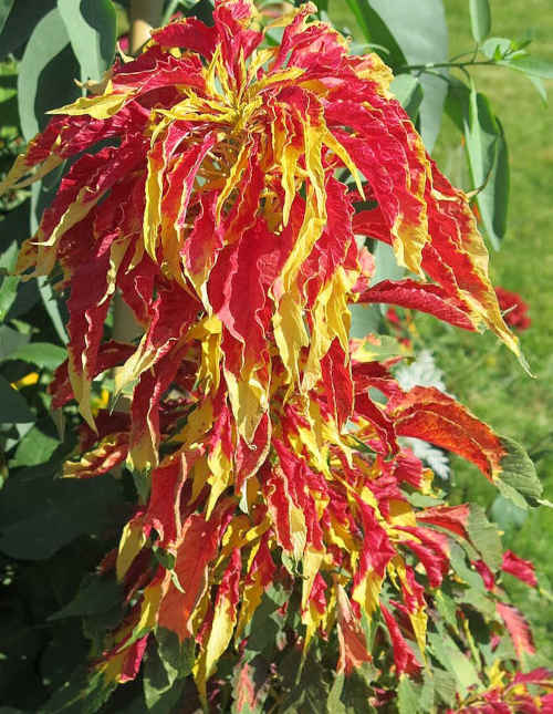 amaranthTricolor.jpg