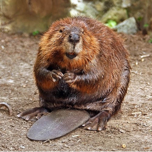 americanBeaver.jpg
