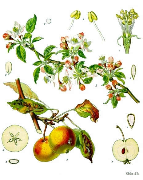 apple.jpg