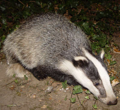 badger.jpg
