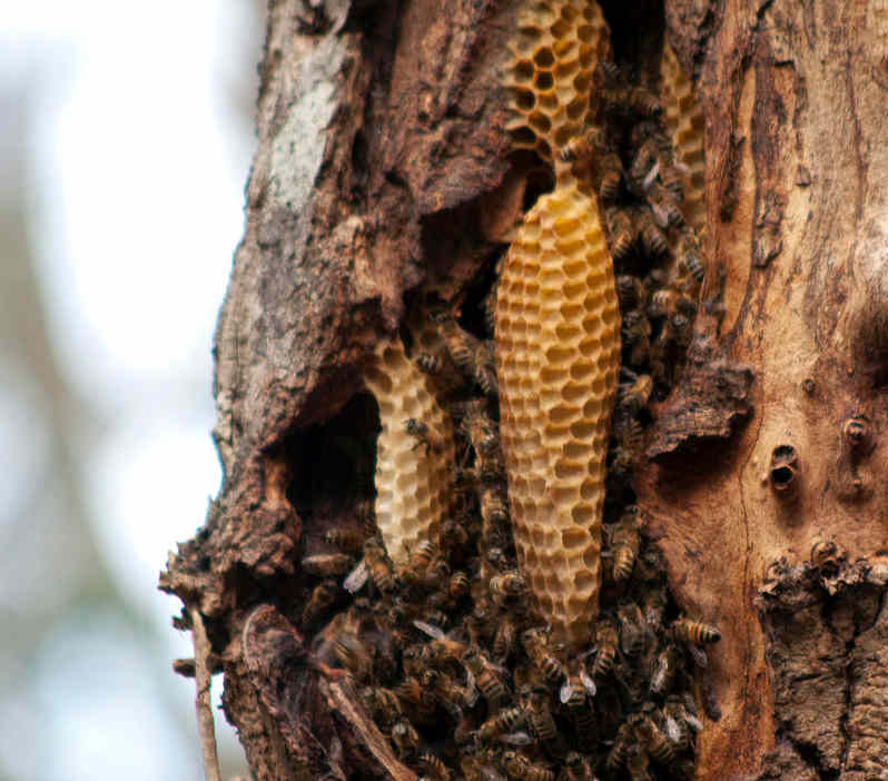 beehive.jpg