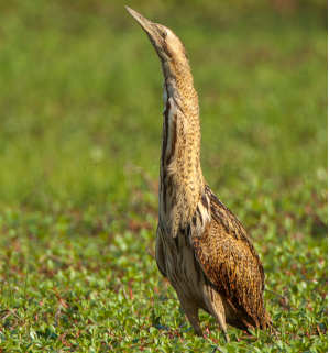 bittern.jpg