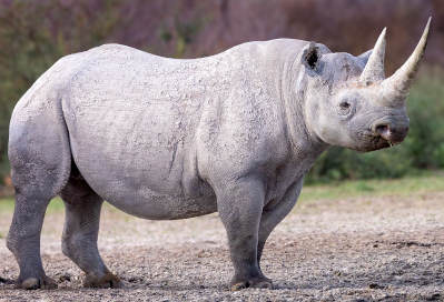 blackRhino.jpg