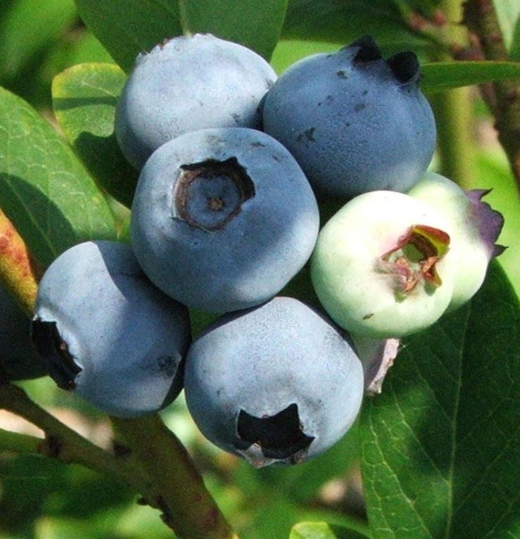 blueberry.jpg