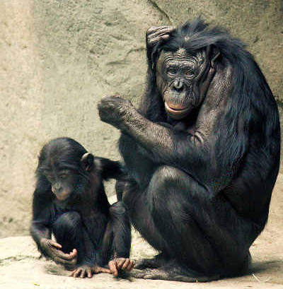 bonobo.jpg