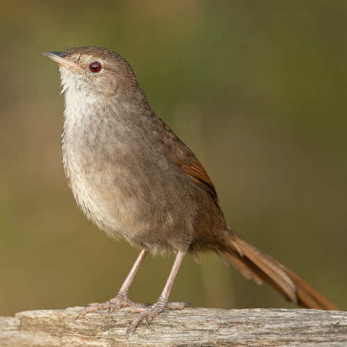 bristlebird.jpg