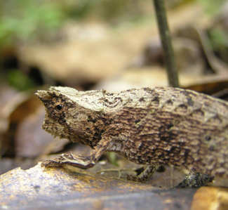 brookesia.jpg