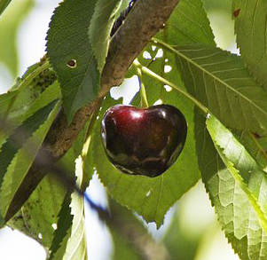 cherry.jpg