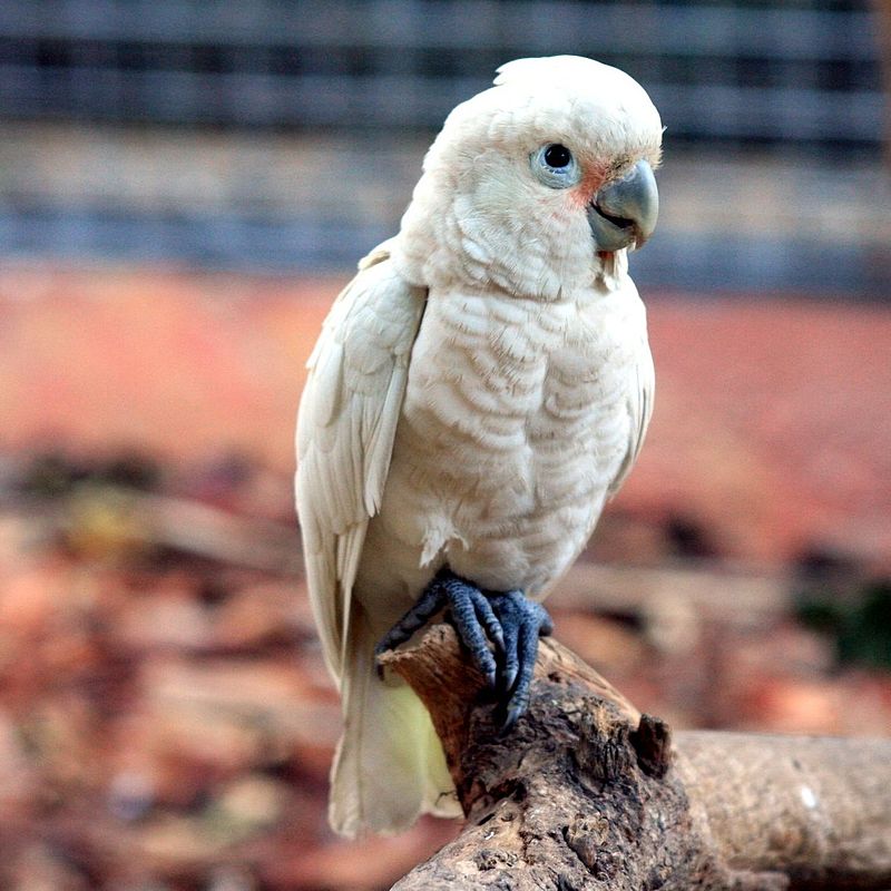 cockatoo.jpg