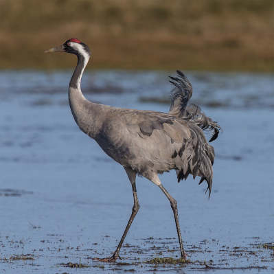 commonCrane.jpg