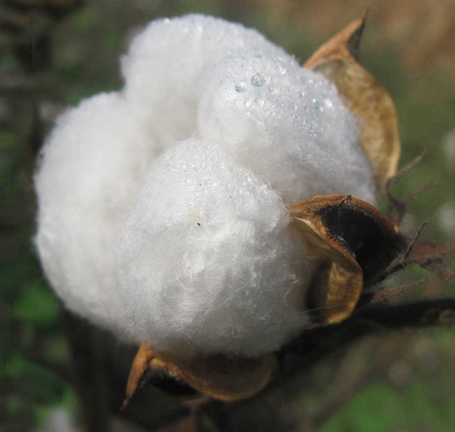 cotton.jpg