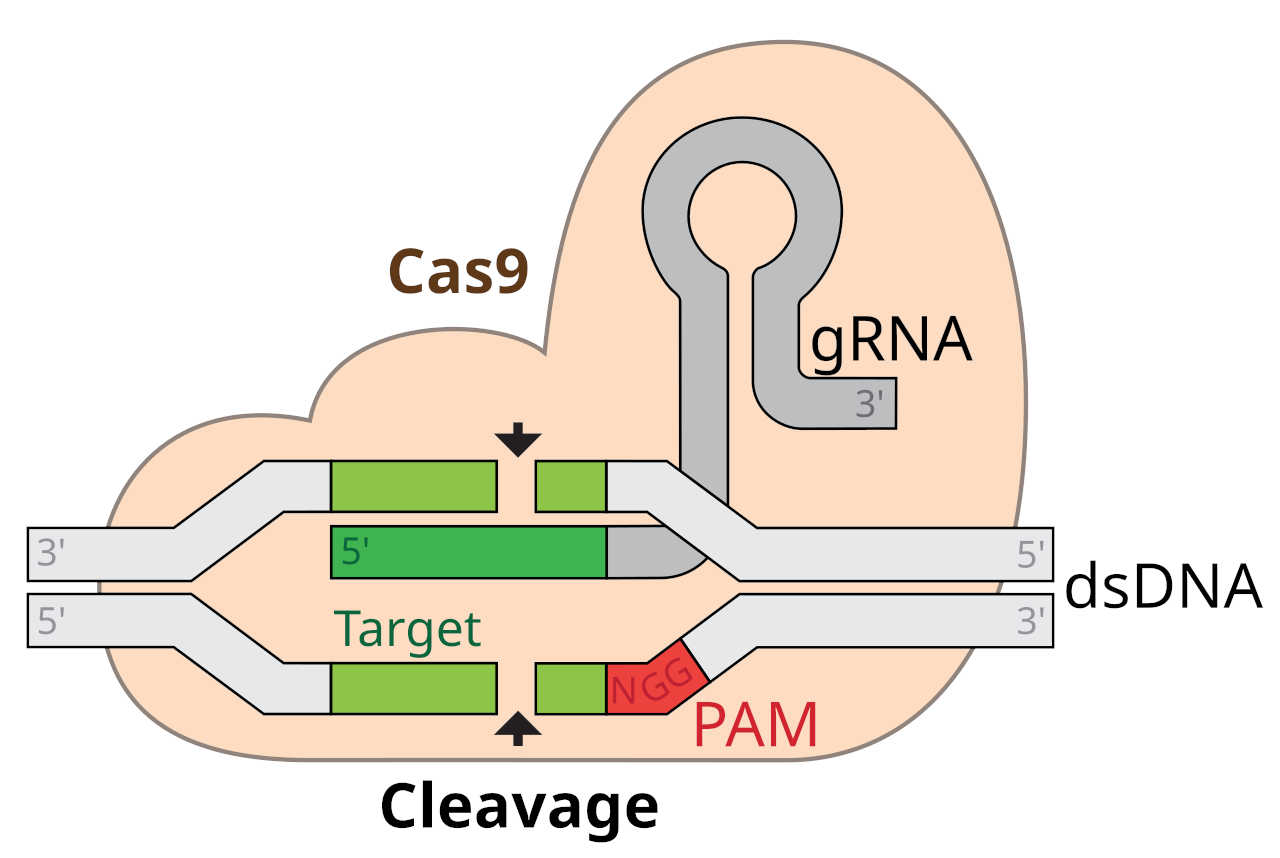 crispr.jpg