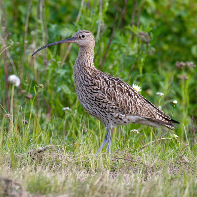 curlew.jpg