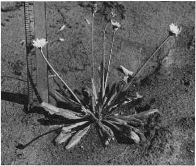 dandelion.jpg