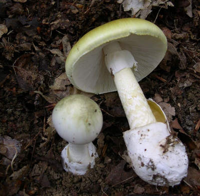 deathCap.jpg