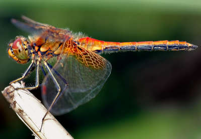 dragonfly.jpg
