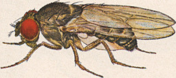 drosophila.jpg