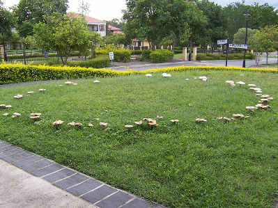fairyRing.jpg