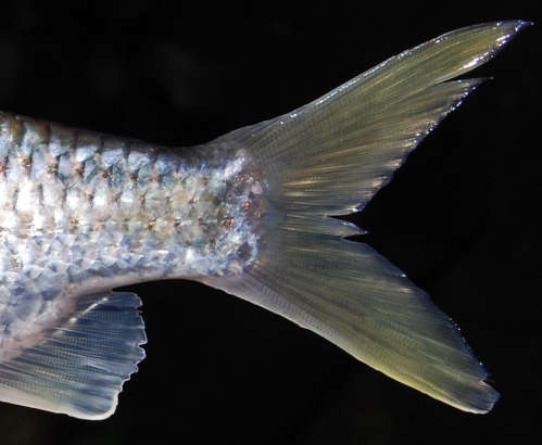 fin.jpg