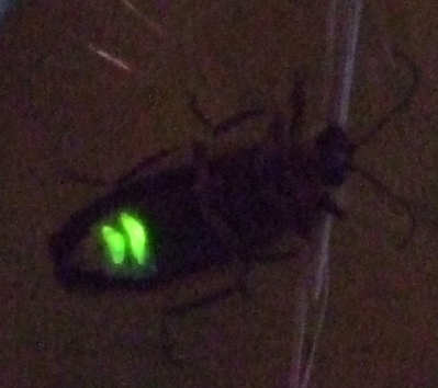 firefly.jpg